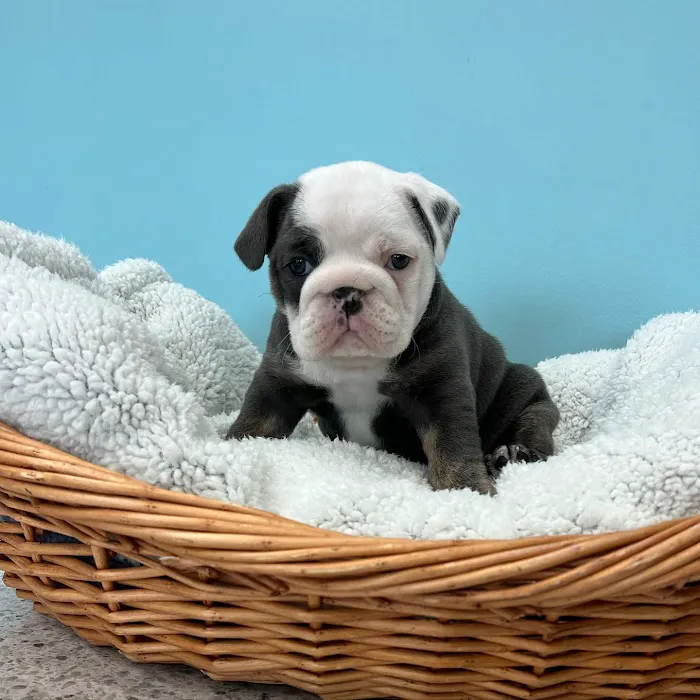 Keystone Animal Hospital 12