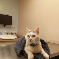 Palmetto Animal Clinic ico