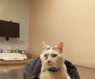 Palmetto Animal Clinic