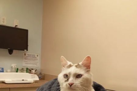 Palmetto Animal Clinic