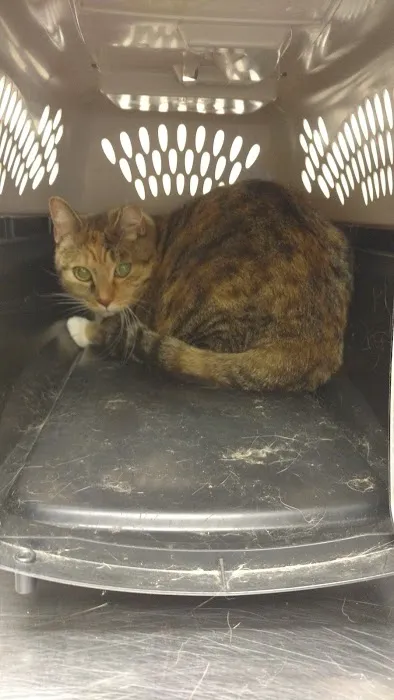 Palmetto Animal Clinic 10