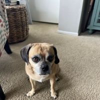Beach Vet Clinic ico