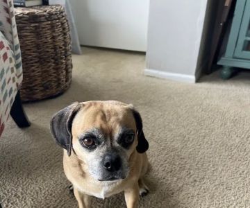Beach Vet Clinic