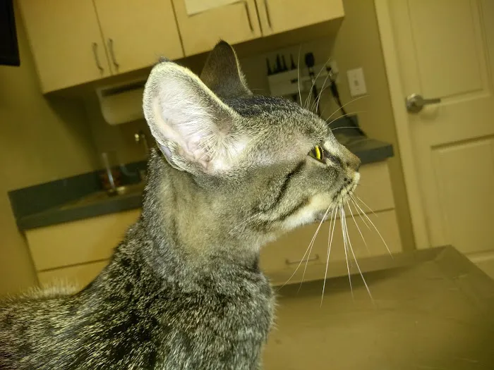 Ranch Animal Hospital 12