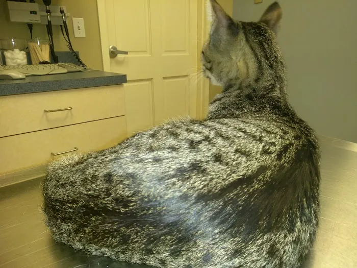 Ranch Animal Hospital 12