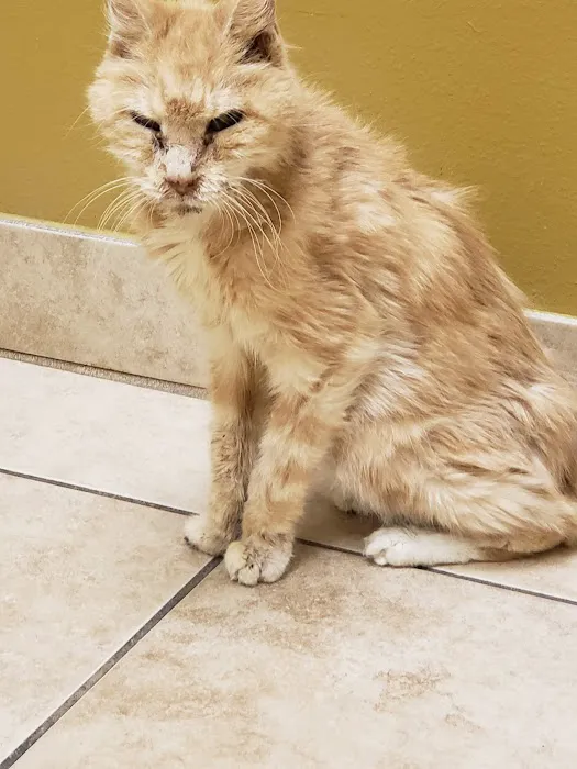 Ranch Animal Hospital 12