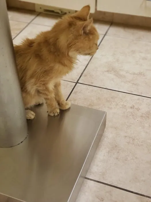 Ranch Animal Hospital 12