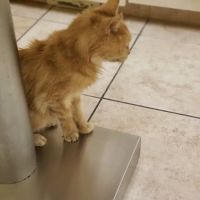 Ranch Animal Hospital ico