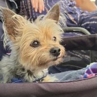 The Pet Clinic of Bradenton ico