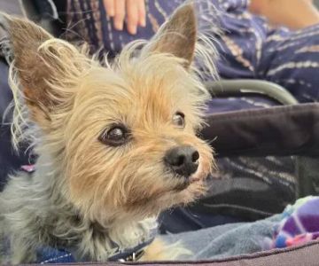 The Pet Clinic of Bradenton
