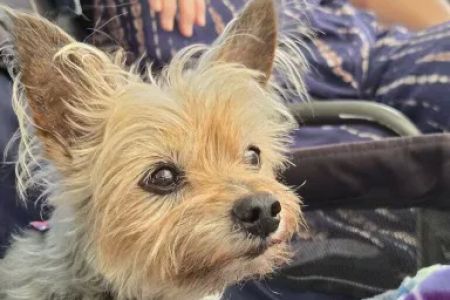 The Pet Clinic of Bradenton