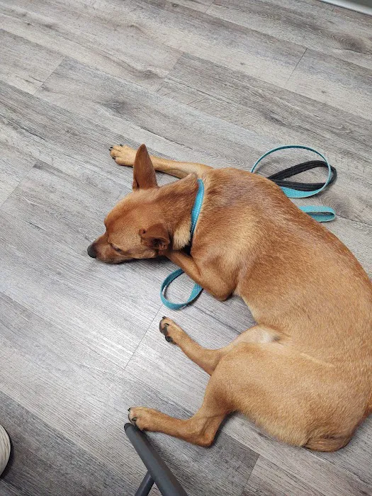 The Pet Clinic of Bradenton 2