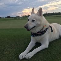 Wellness Animal Hospital - White Eagle ico