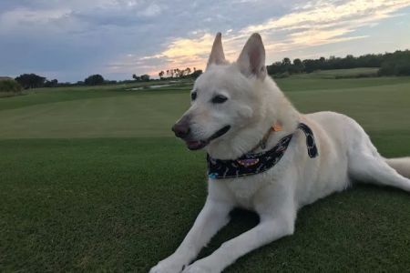 Wellness Animal Hospital - White Eagle