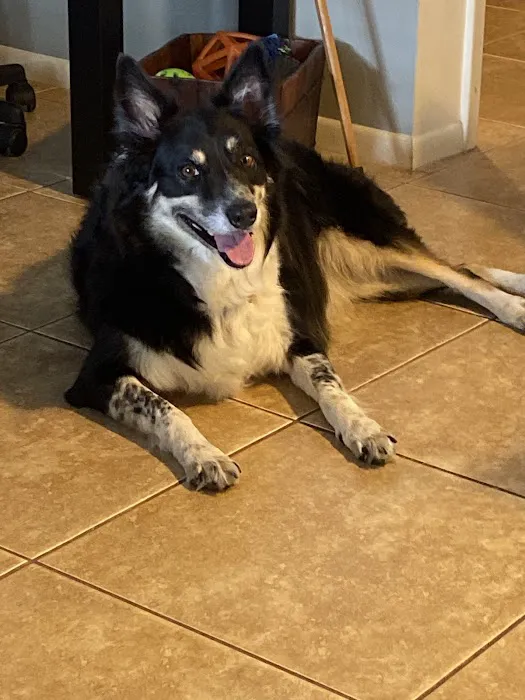 Wellness Animal Hospital - White Eagle 12