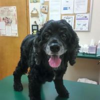 River Landings Animal Clinic ico
