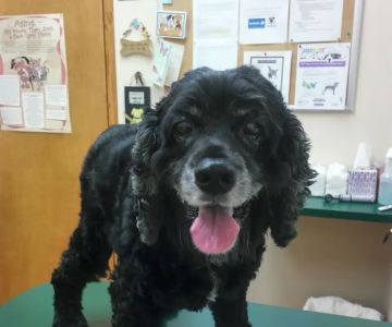 River Landings Animal Clinic