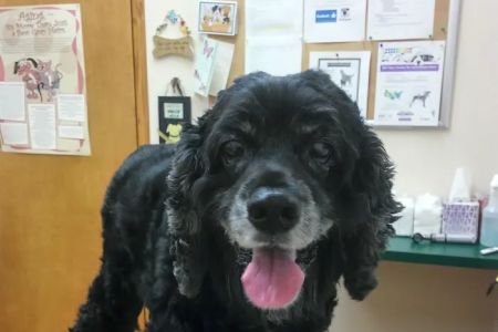 River Landings Animal Clinic