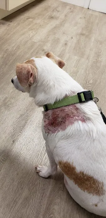 Animal Hospital at Lakewood Ranch 8