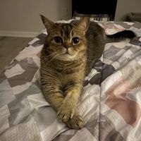 Animal Hospital at Lakewood Ranch ico