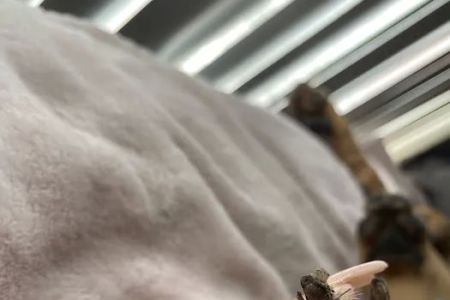 Parkway Veterinary Center
