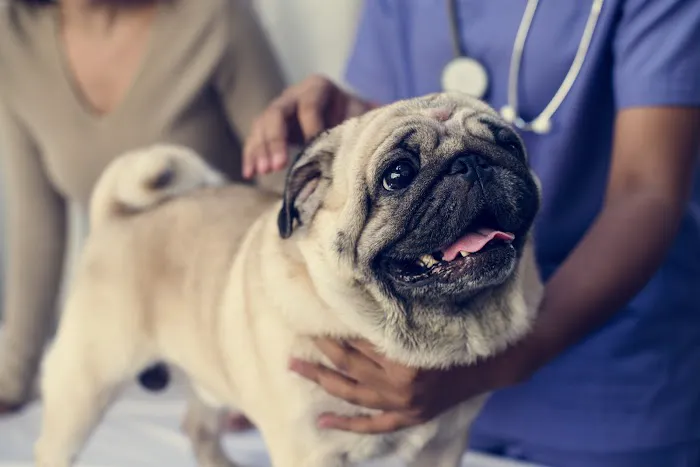 Parkway Veterinary Center 12