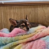 Pet First Animal Hospital ico