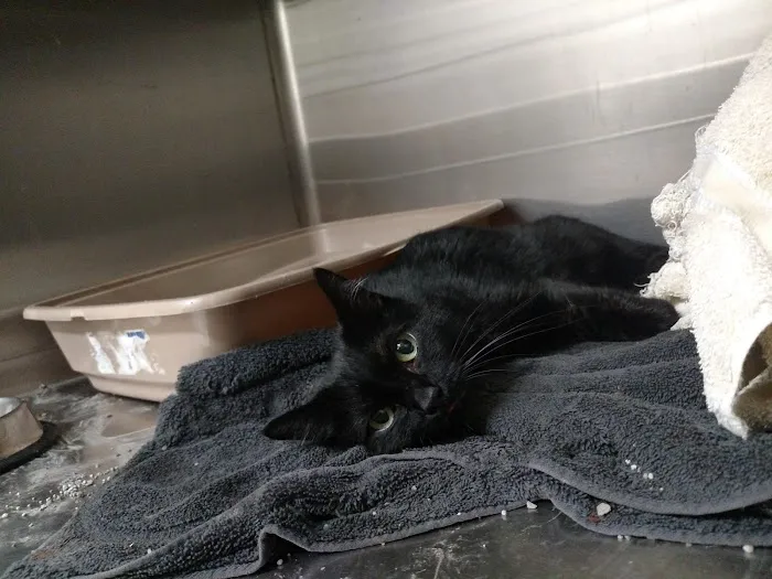 Pet First Animal Hospital 2
