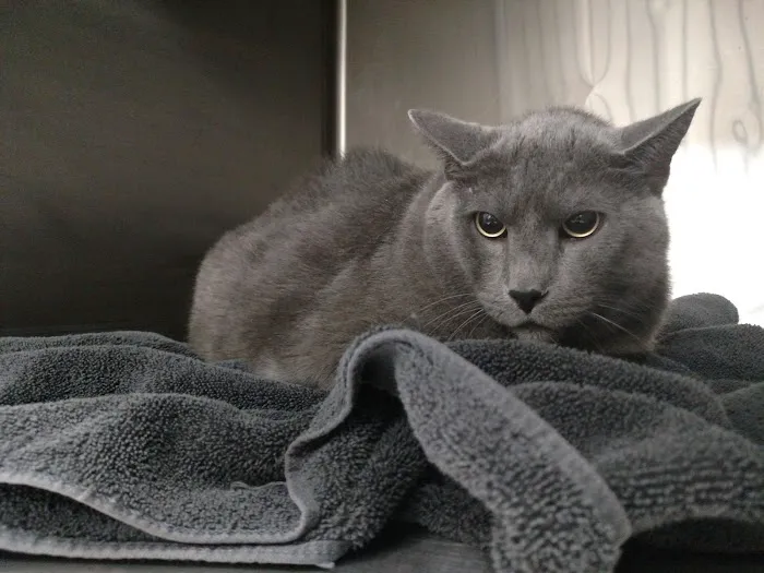 Pet First Animal Hospital 8