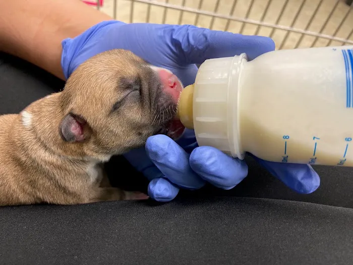 Suncoast Veterinary Emergency & Specialty Center 12