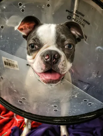 Suncoast Veterinary Emergency & Specialty Center 12