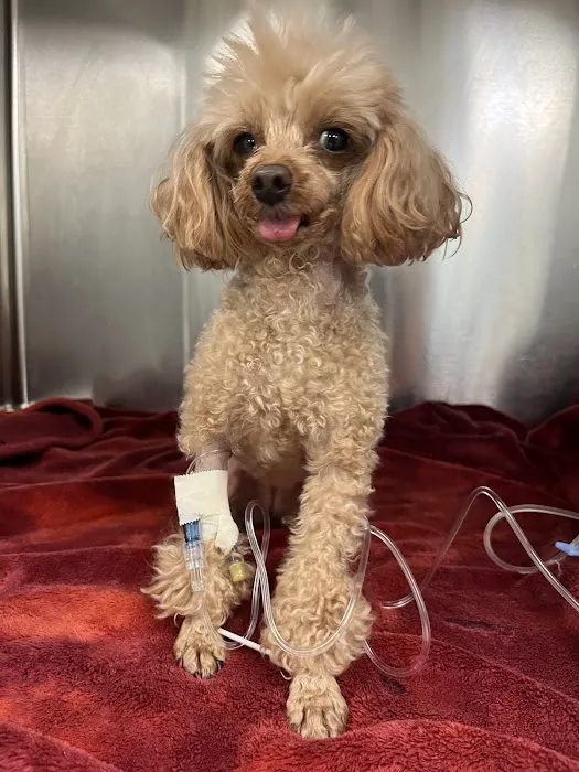 Suncoast Veterinary Emergency & Specialty Center 12