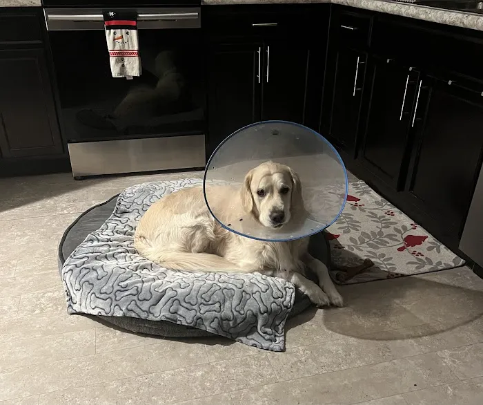 Suncoast Veterinary Emergency & Specialty Center 12
