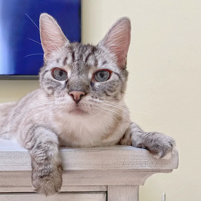 Suncoast Veterinary Emergency & Specialty Center 12