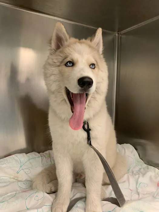 Suncoast Veterinary Emergency & Specialty Center 12