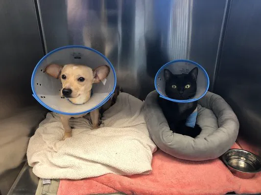 Suncoast Veterinary Emergency & Specialty Center 12