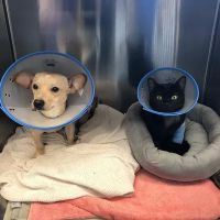 Suncoast Veterinary Emergency & Specialty Center ico