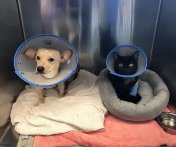 Suncoast Veterinary Emergency & Specialty Center