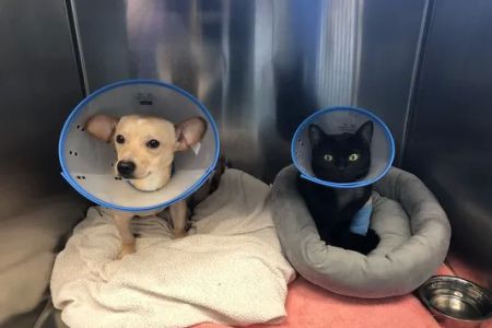 Suncoast Veterinary Emergency & Specialty Center