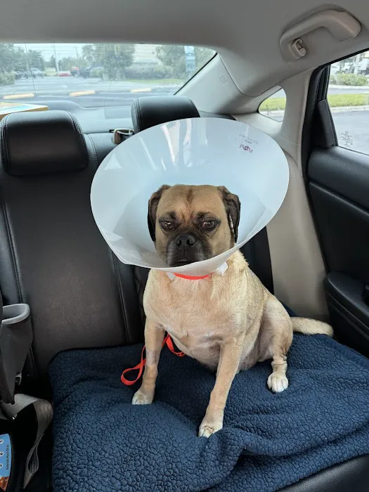 Sarasota Veterinary Services 12