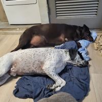 Sarasota Veterinary Services ico