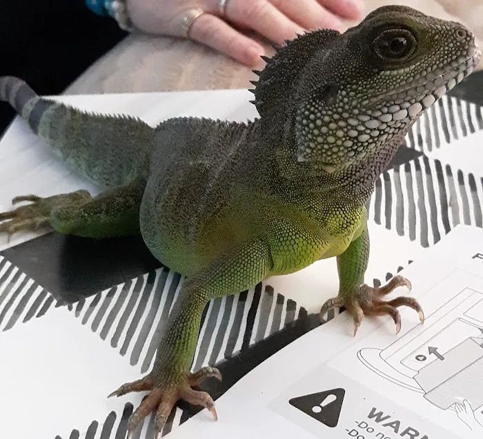 University Animal Clinic 9