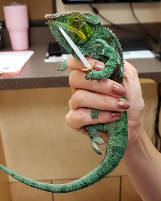 University Animal Clinic 4