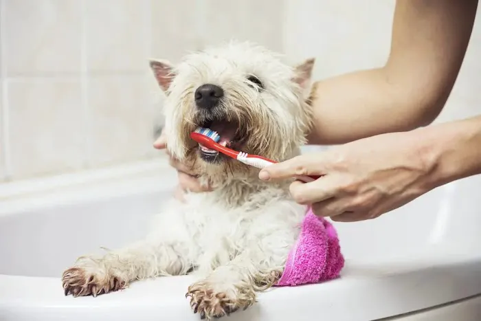 University Animal Clinic 2