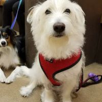 Coastal Animal Medical Center ico