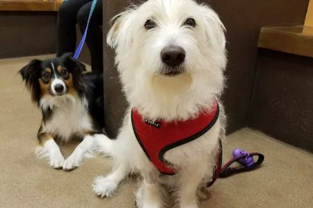 Coastal Animal Medical Center