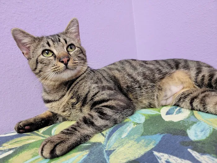Coastal Animal Medical Center 12