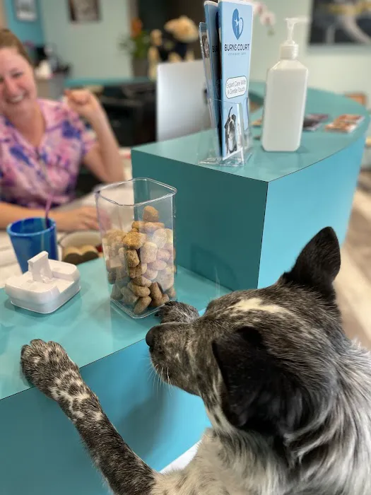 Burns Court Veterinary Care 12