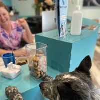 Burns Court Veterinary Care ico