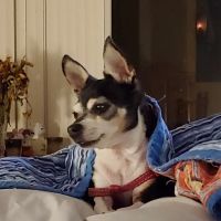 Kindness Animal Clinic ico